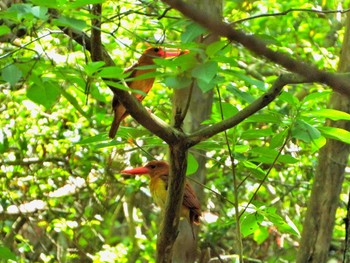 Ruddy Kingfisher ささやまの森公園(篠山の森公園) Tue, 5/14/2024