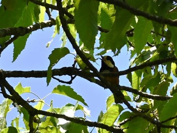 Varied Tit 南阿蘇ビジターセンター Tue, 5/14/2024