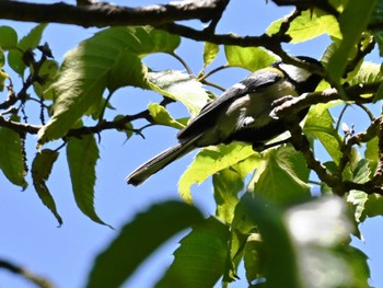 Japanese Tit 南阿蘇ビジターセンター Tue, 5/14/2024