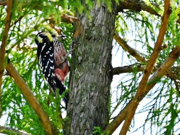 White-backed Woodpecker 南阿蘇ビジターセンター Tue, 5/14/2024