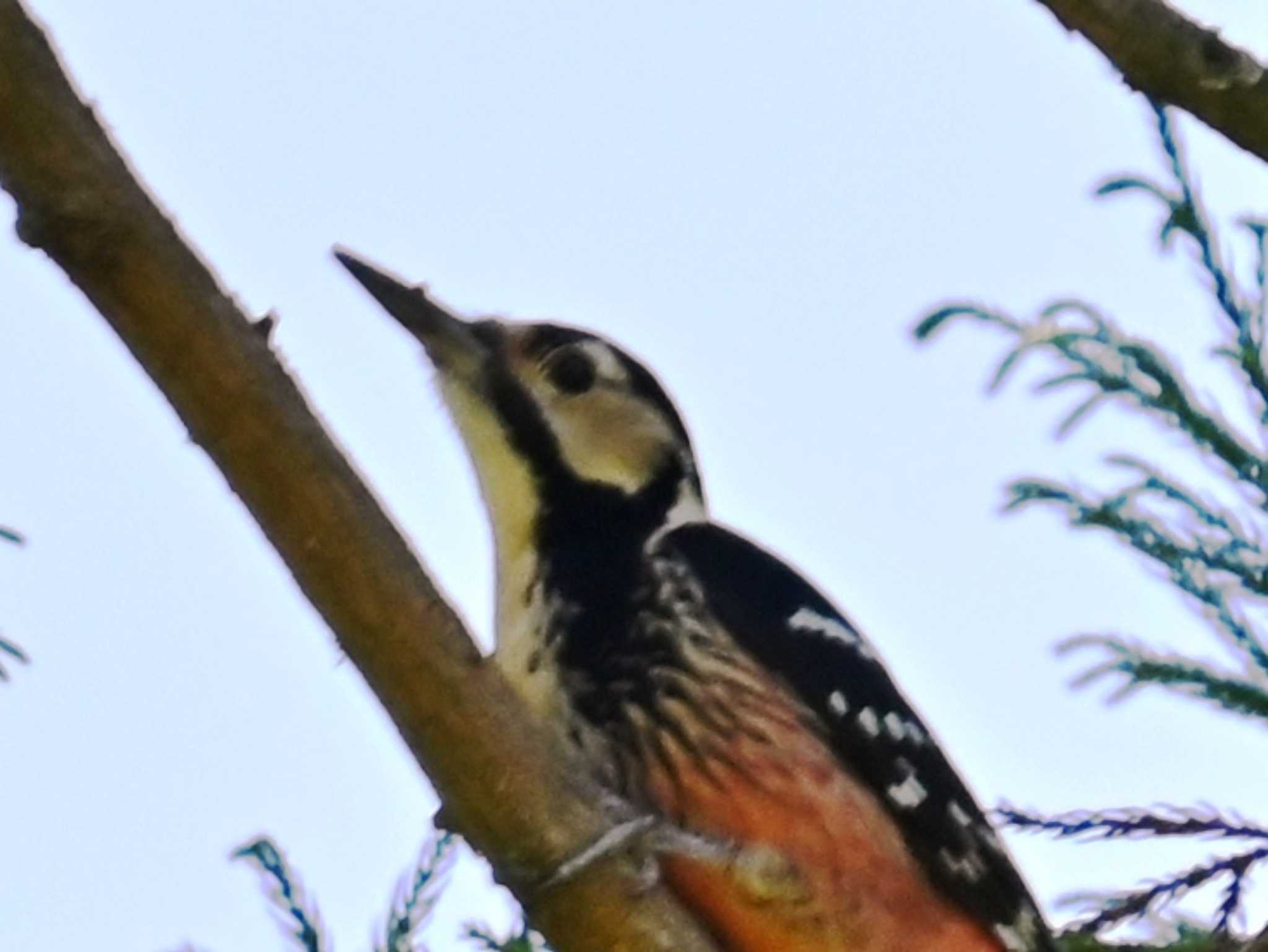 Photo of White-backed Woodpecker at 南阿蘇ビジターセンター by jo6ehm