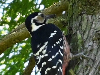White-backed Woodpecker 南阿蘇ビジターセンター Tue, 5/14/2024