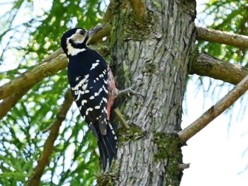 White-backed Woodpecker 南阿蘇ビジターセンター Tue, 5/14/2024