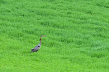 Purple Heron Ishigaki Island Fri, 4/5/2024