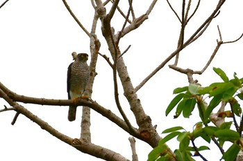 リュウキュウツミ 石垣島 2024年4月6日(土)