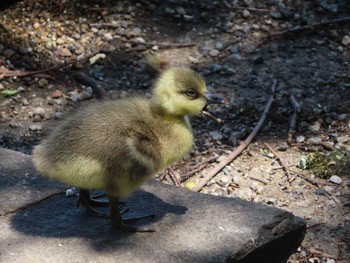 サカツラガン 大池親水公園 2024年5月14日(火)