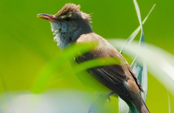 Oriental Reed Warbler 恩智川治水緑地 Tue, 5/14/2024