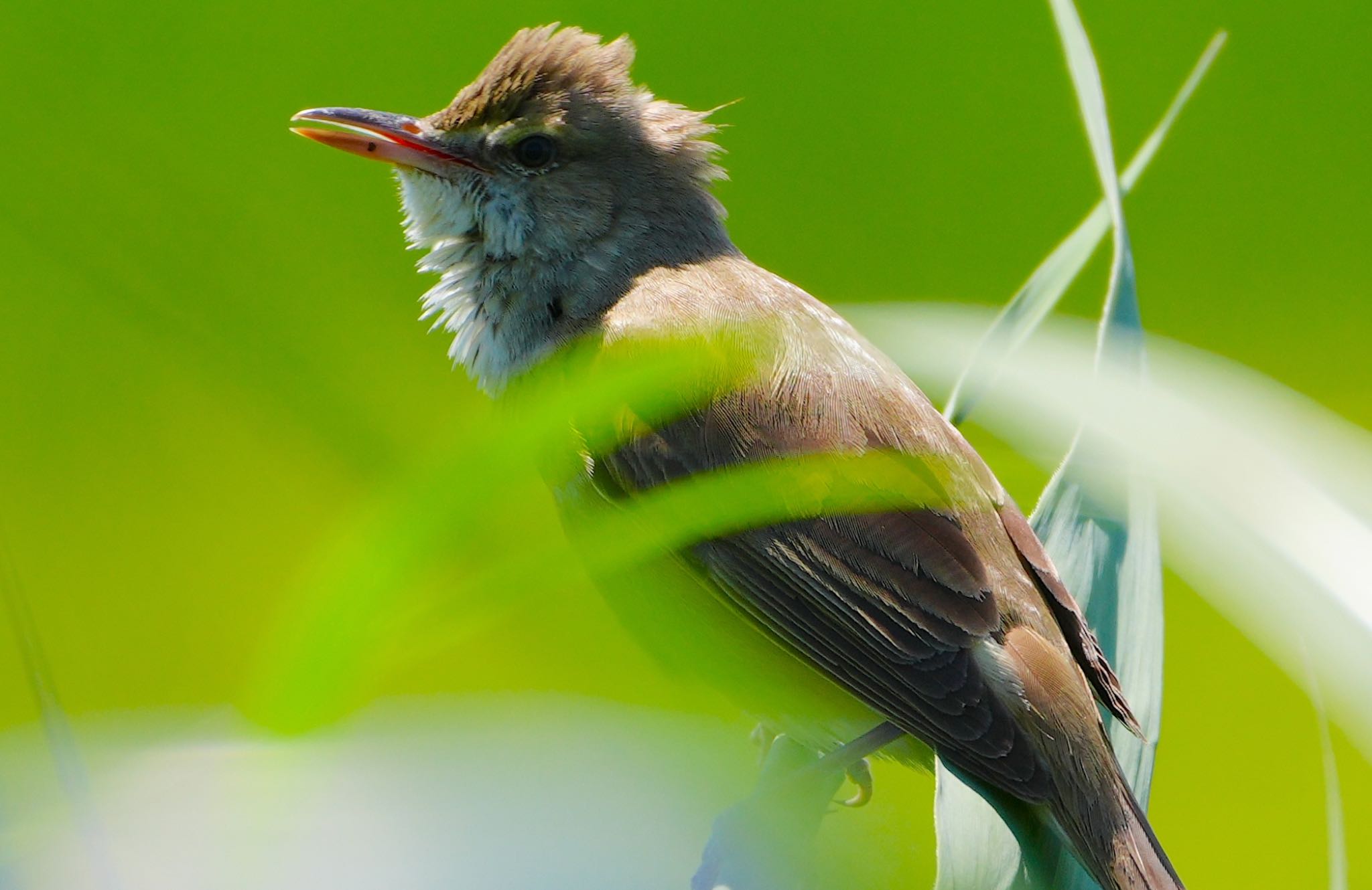 Photo of Oriental Reed Warbler at 恩智川治水緑地 by アルキュオン