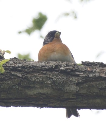 Brambling Maruyama Park Sat, 5/11/2024