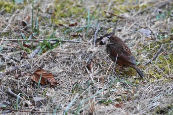 カヤクグリ 福島県 2019年1月1日(火)