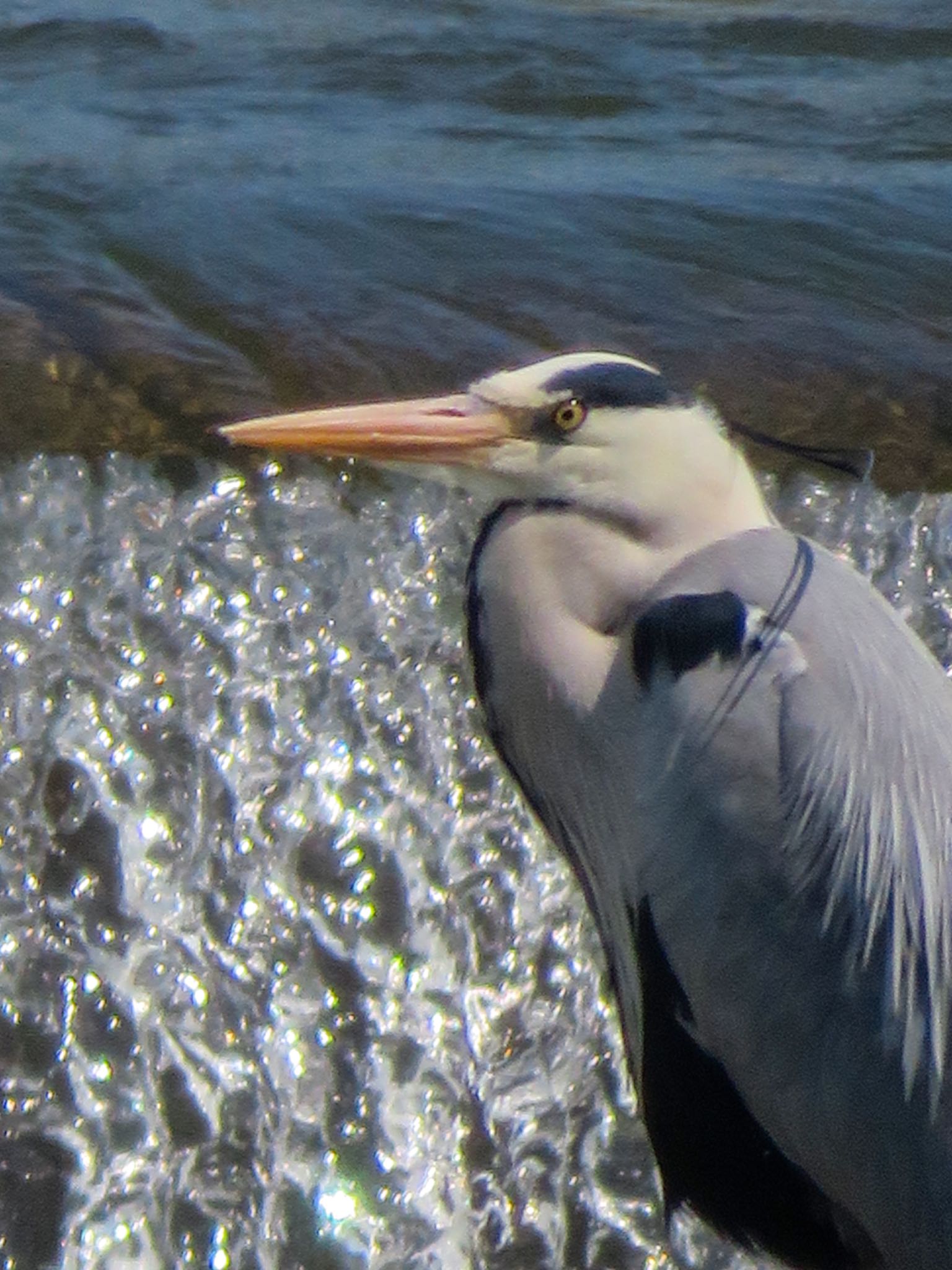 Photo of Grey Heron at 豊平川 by xuuhiro