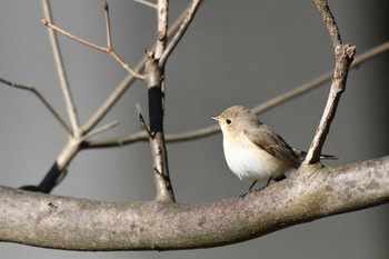 Red-breasted Flycatcher Unknown Spots Mon, 12/27/2021