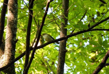 Eastern Crowned Warbler Osaka castle park Tue, 5/14/2024