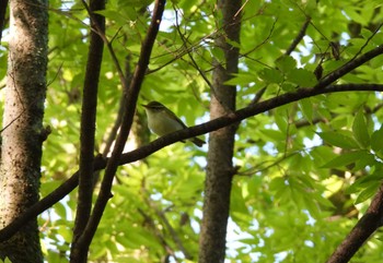 Eastern Crowned Warbler Osaka castle park Tue, 5/14/2024