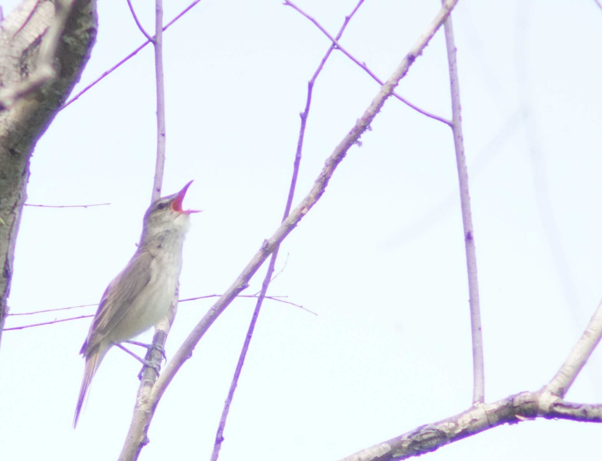 Oriental Reed Warbler