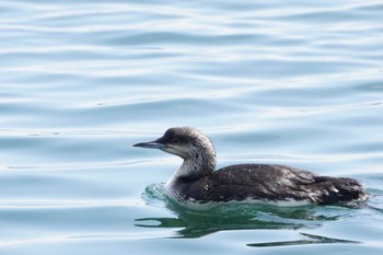 Pacific Loon 小名浜港 Sun, 4/28/2024