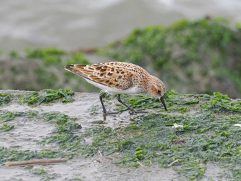 Tue, 5/14/2024 Birding report at 日の出三番瀬沿い緑道