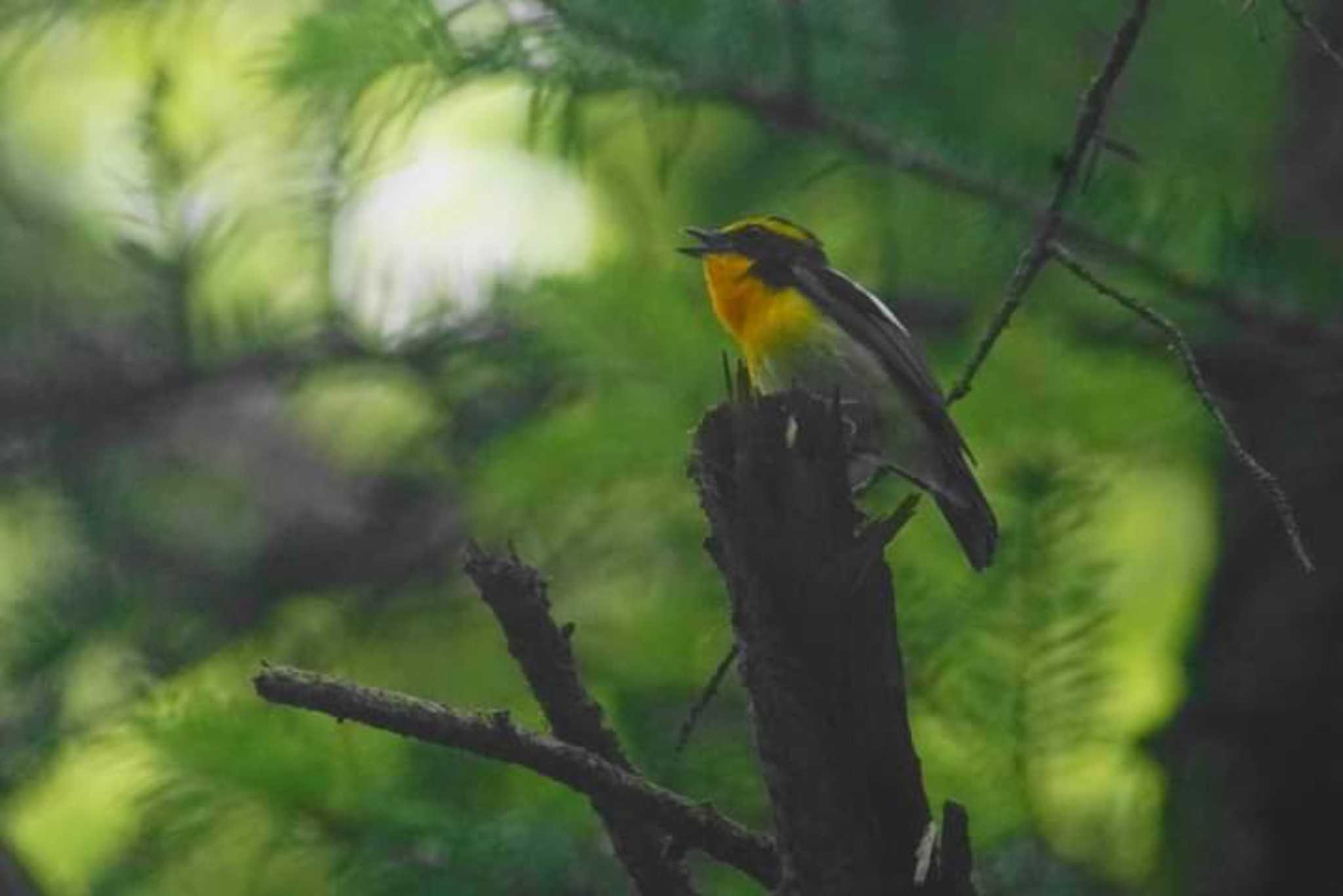 Photo of Narcissus Flycatcher at 高尾 by bea