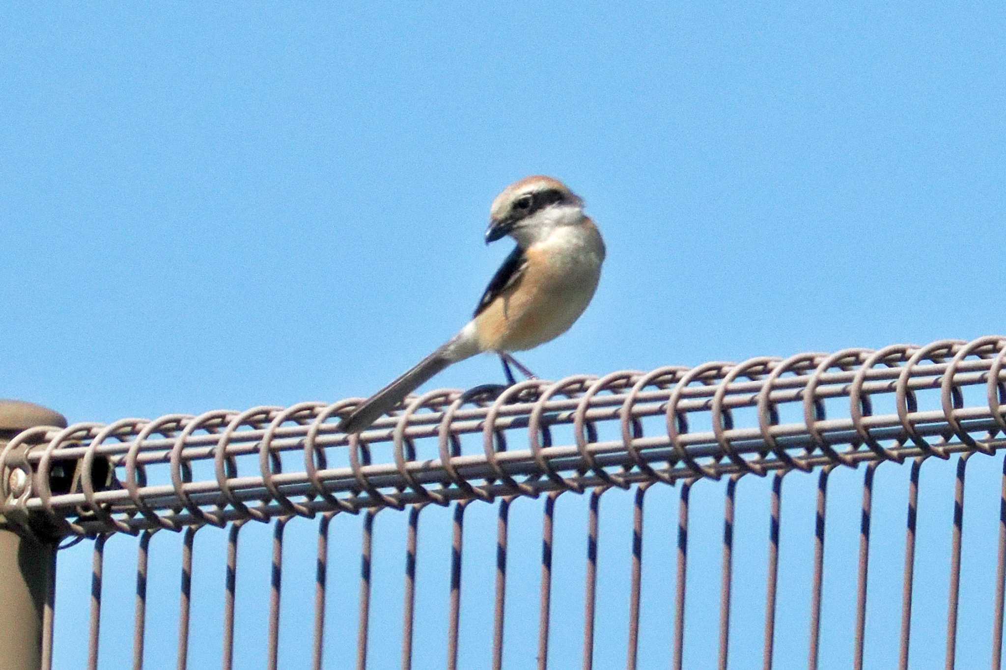 Photo of Bull-headed Shrike at 乃木浜総合公園 by 藤原奏冥