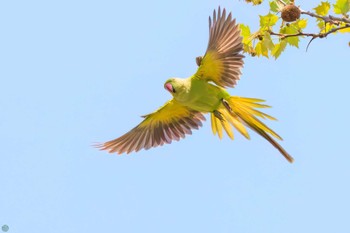 Indian Rose-necked Parakeet Koishikawa Botanic Garden Sun, 4/14/2024