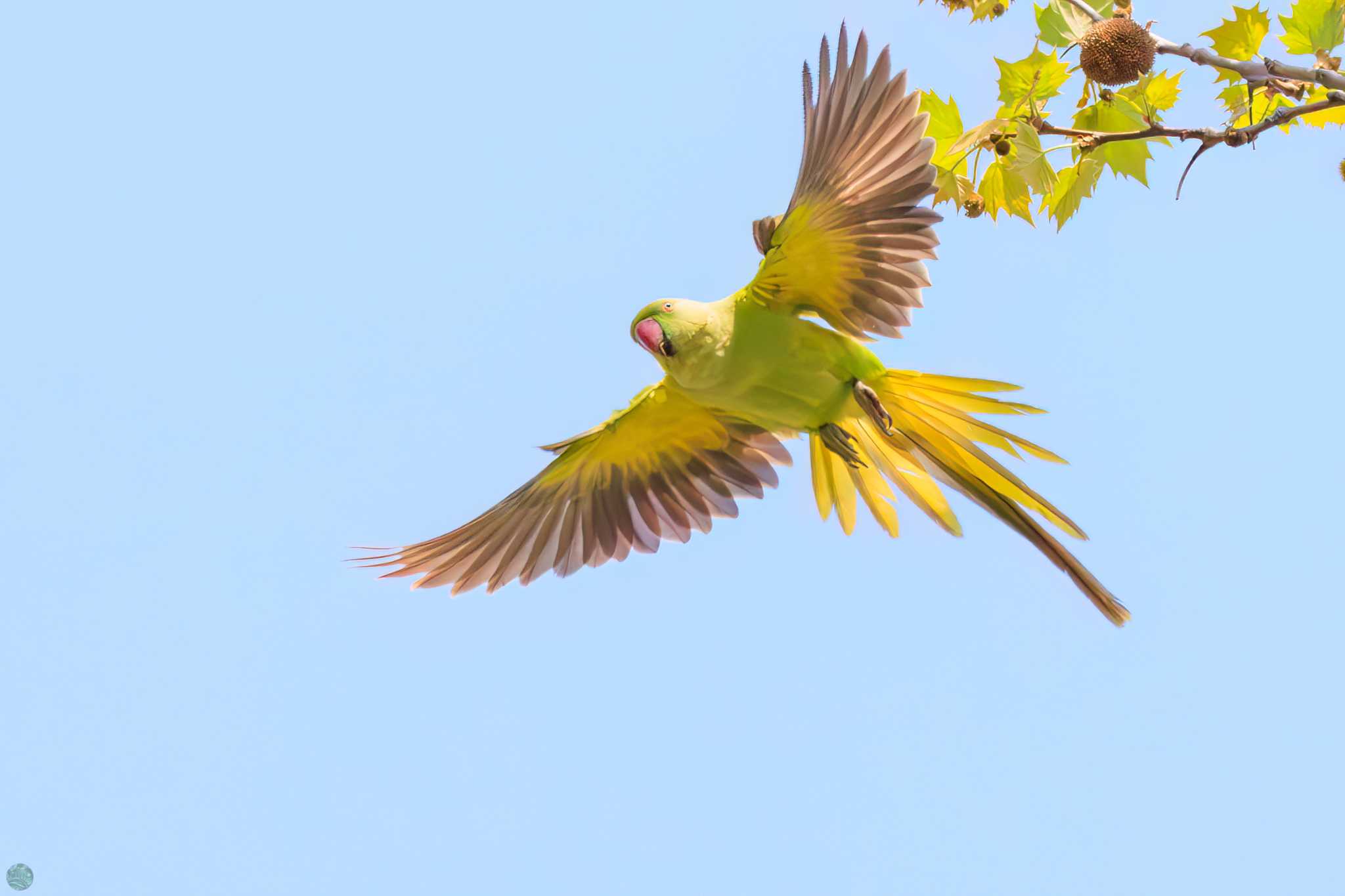 Photo of Indian Rose-necked Parakeet at Koishikawa Botanic Garden by d3_plus