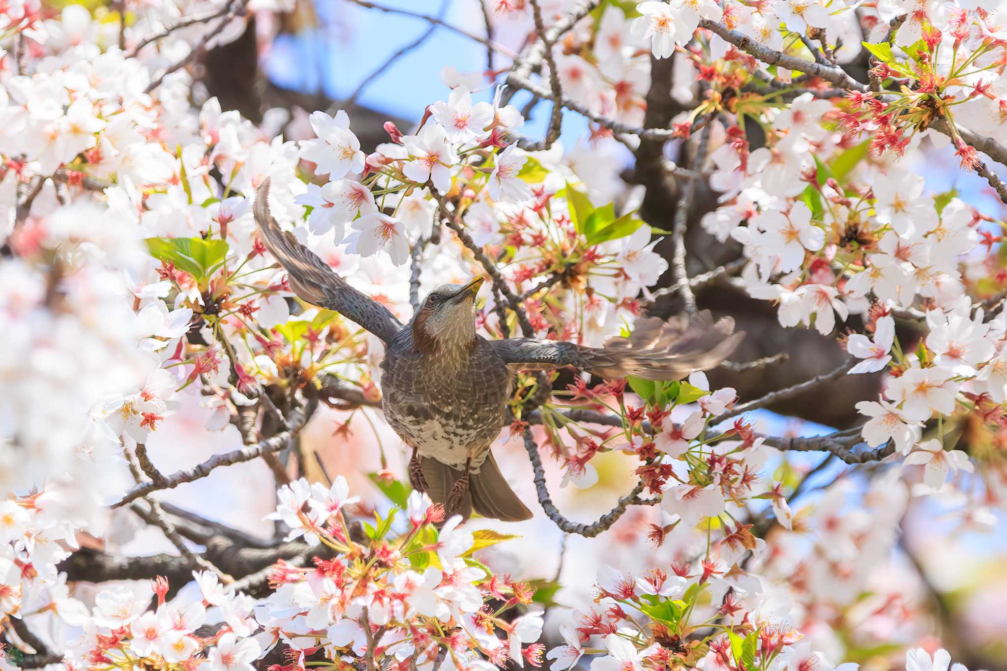 小石川植物園 ヒヨドリの写真 by d3_plus