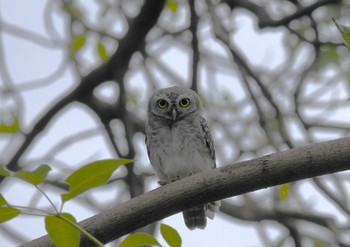 Spotted Owlet Wachirabenchathat Park(Suan Rot Fai) Wed, 5/8/2024