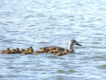 Eastern Spot-billed Duck 鴨川 Tue, 5/14/2024