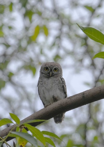 Spotted Owlet Wachirabenchathat Park(Suan Rot Fai) Wed, 5/8/2024