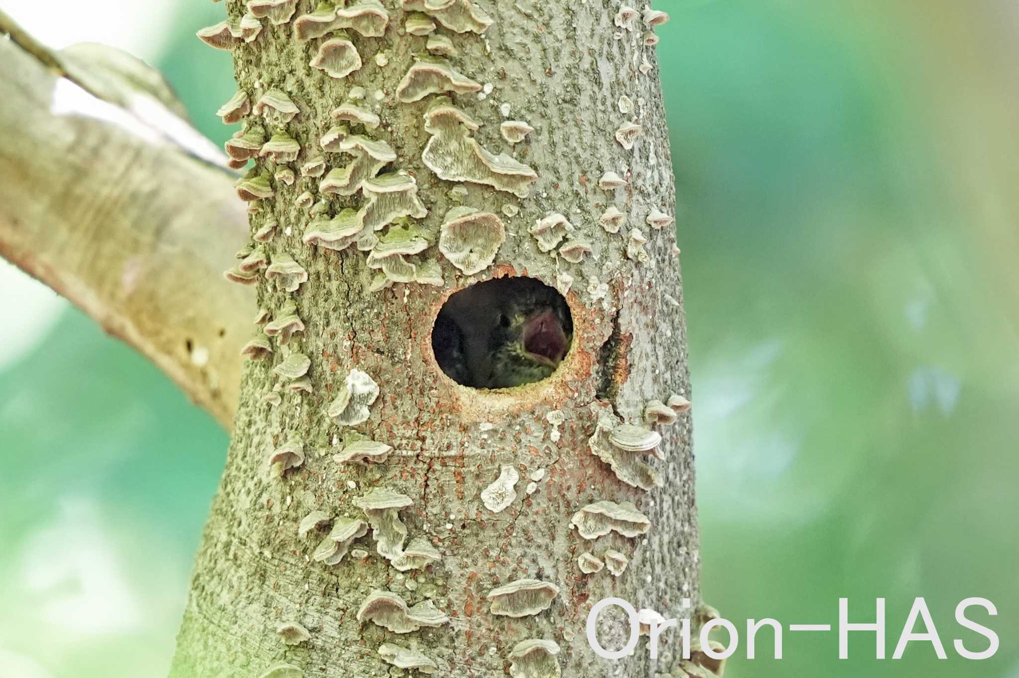 まだお母さん来てないよ～！　α９Ⅲ　600ｍｍ　F5.6 by Orion-HAS