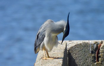 Striated Heron 新宝緑地 Sat, 5/11/2024