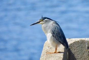 Striated Heron 新宝緑地 Sat, 5/11/2024