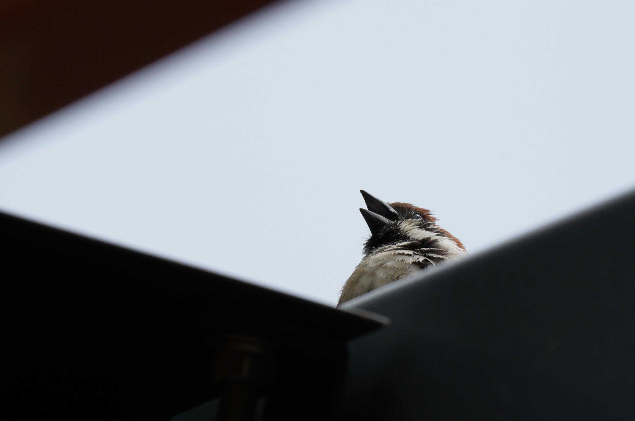 Photo of Eurasian Tree Sparrow at Yoyogi Park by とろぴたる