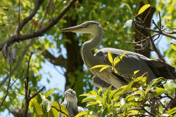 Grey Heron Unknown Spots Tue, 5/14/2024