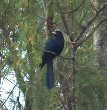 Asian Koel Ishigaki Island Mon, 5/13/2024