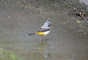 Tue, 5/7/2024 Birding report at 錦帯橋