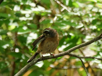 Meadow Bunting 秩父 Sun, 4/28/2024