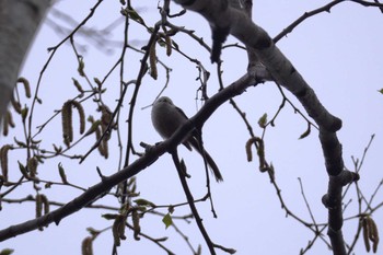 Long-tailed tit(japonicus) Asahiyama Memorial Park Fri, 4/19/2024