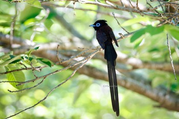 Black Paradise Flycatcher 福岡県 Unknown Date