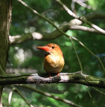 Ruddy Kingfisher 福岡県内 Tue, 5/14/2024