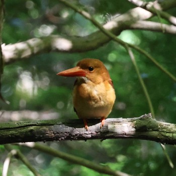 Ruddy Kingfisher 福岡県内 Tue, 5/14/2024