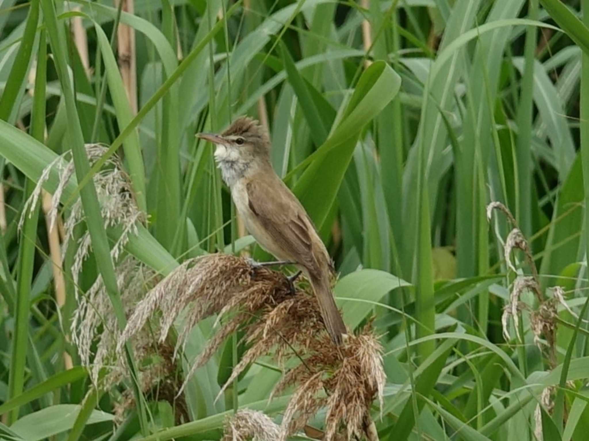 Photo of Oriental Reed Warbler at  by トラックベビー