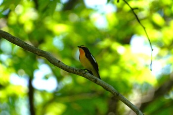 Narcissus Flycatcher Osaka castle park Sat, 5/11/2024