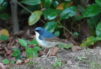 Siberian Blue Robin Osaka castle park Sat, 5/11/2024