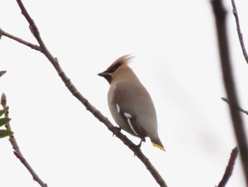 Bohemian Waxwing 常盤公園(山口県宇部市) Fri, 2/23/2024