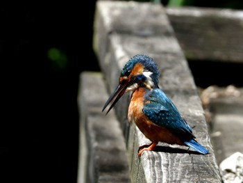 Common Kingfisher ギャザリアビオガーデン　フジクラ木場千年の森 Sat, 5/11/2024