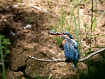 Common Kingfisher ギャザリアビオガーデン　フジクラ木場千年の森 Sat, 5/11/2024