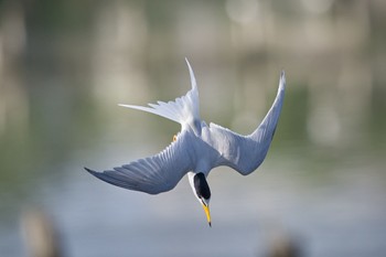 Little Tern Isanuma Sat, 5/11/2024