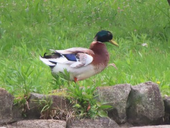 Domestic duck Chiba Park Sun, 5/12/2024