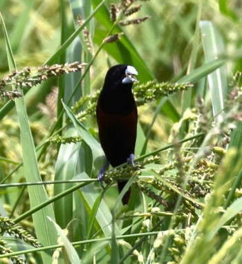 Chestnut Munia Ishigaki Island Sun, 5/12/2024